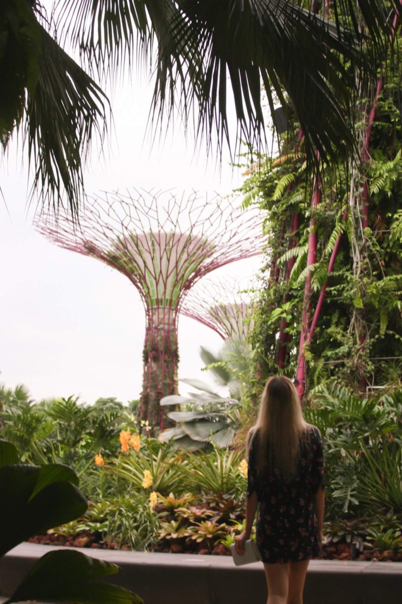 looking at super trees from the gardens in marina bay