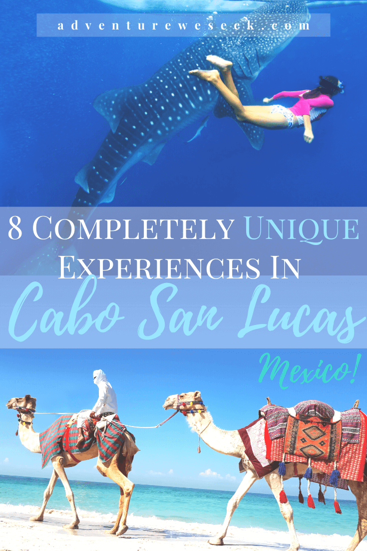 With lots of things to do in Cabo San Lucas, you might be wondering what do do in Cabo that’s more unique. There’s more to experience in Cabo San Lucas than beaches, all inclusive resorts and clubs on vacation. Read on for the most unique activities to do, including watching the sunset at El Arco and swimming with whale sharks!
