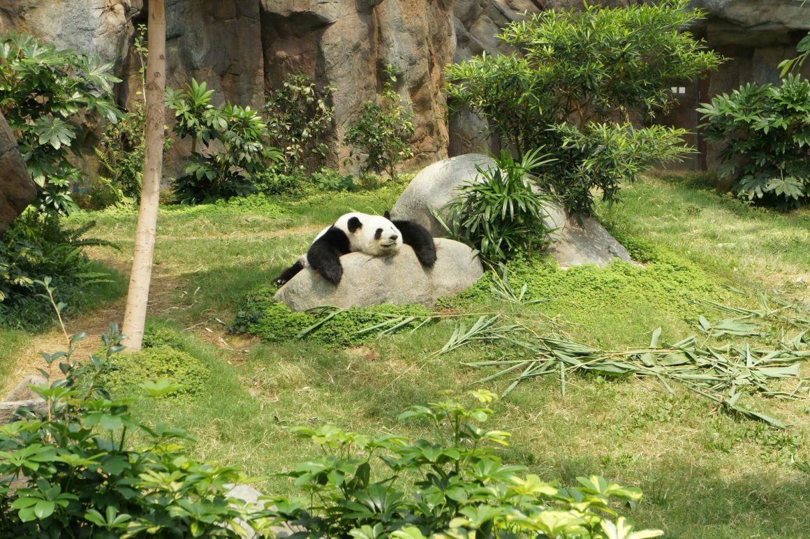 panda lying on a rock at the zoo. Visiting zoos is one of the virtual travel tours you can take during the corona virus pandemic 